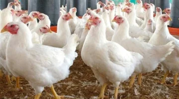 زيادة 7% فقط.. أسعار الدواجن ترتفع بسبب ارتفاع فاتورة التدفئة الشتوية